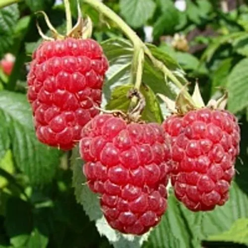 Малиновое дерево ТАРУСА  Малиновое дерево ТАРУСА в Бресте