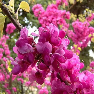 Церцис  Церцис в Бресте