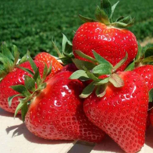 Клубника ДЖОЛИ  Клубника ДЖОЛИ в Бресте