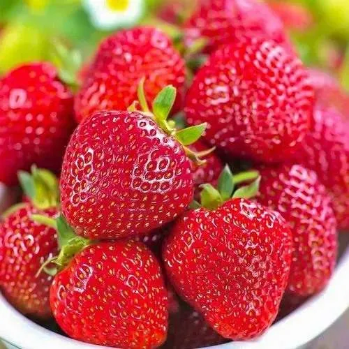 Клубника СИЛЬВИЯ  Клубника СИЛЬВИЯ в Бресте