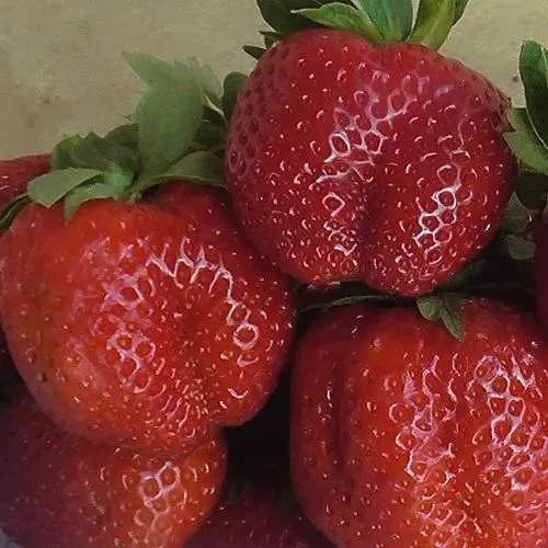 Клубника ДЕСТЕНИ  Клубника ДЕСТЕНИ в Бресте