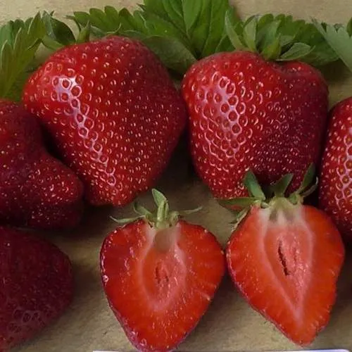 Клубника САНДРА  Клубника САНДРА в Бресте