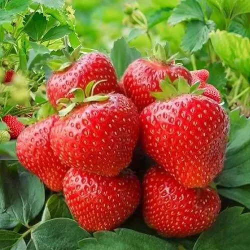 Клубника КИМБЕРЛИ  Клубника КИМБЕРЛИ в Бресте