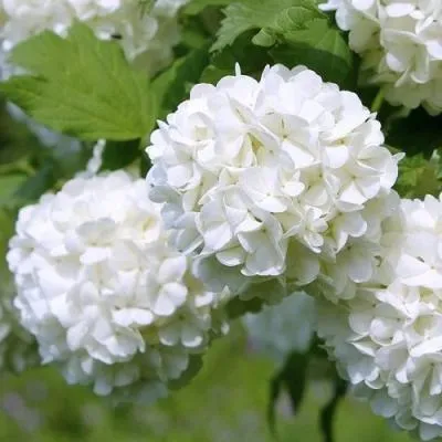 Калина декоративная  Калина декоративная в Бресте