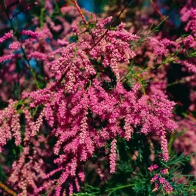 Тамарикс  Тамарикс в Бресте