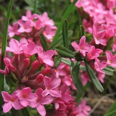 Волчеягодник  Волчеягодник в Бресте