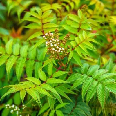 Рябинник  Рябинник в Бресте