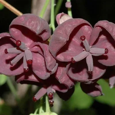 Акебия  Акебия в Бресте