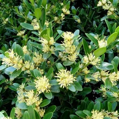 Самшит  Самшит в Бресте