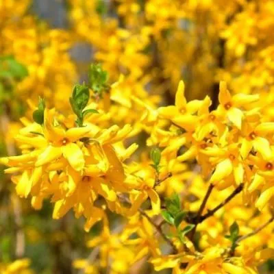 Форзиция  Форзиция в Бресте