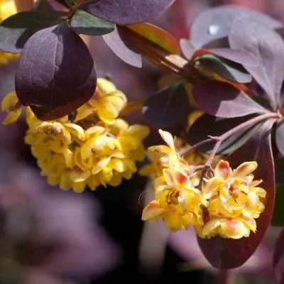 Барбарис  Барбарис в Бресте