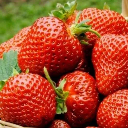 Клубника ФЛОРЕНС  Клубника ФЛОРЕНС в Бресте