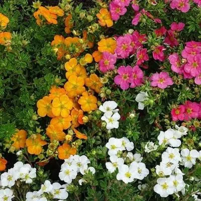 Лапчатка  Лапчатка в Бресте