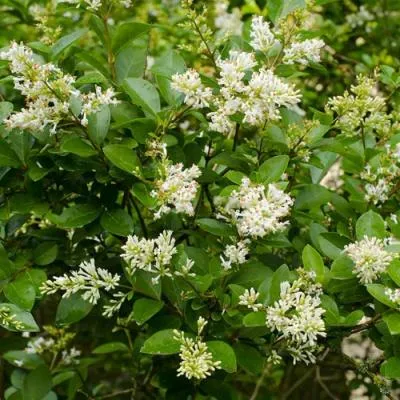 Бирючина  Бирючина в Бресте