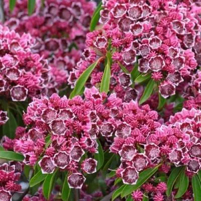 Кальмия  Кальмия в Бресте