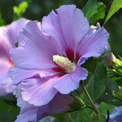 Гибискус  Гибискус в Бресте