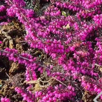 Вереск  Вереск в Бресте