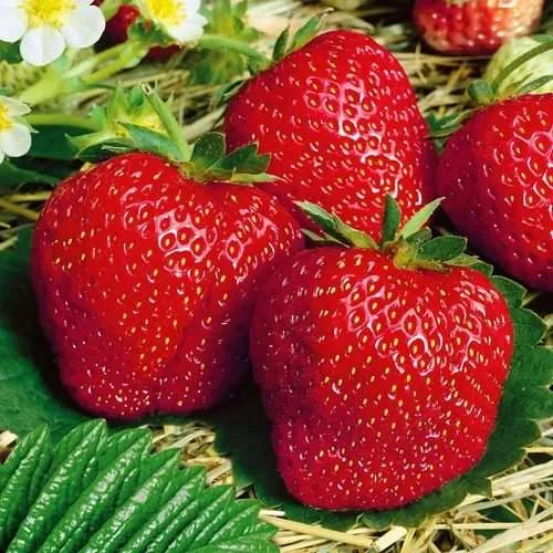 Клубника ВИМА ЗАНТА  Клубника ВИМА ЗАНТА в Бресте