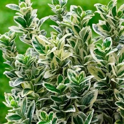 Бересклет  Бересклет в Бресте