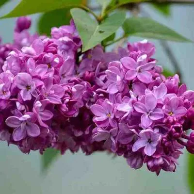 Сирень   Сирень  в Бресте