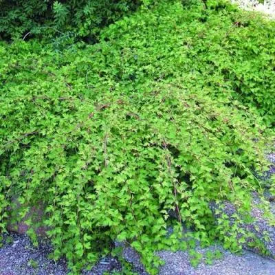 Стефанандра  Стефанандра в Бресте