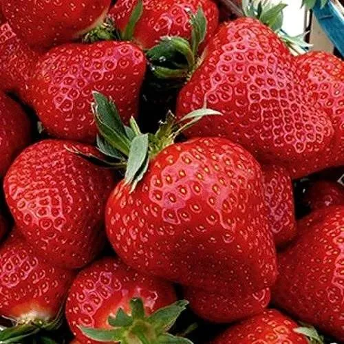 Клубника КЛЕРИ  Клубника КЛЕРИ в Бресте