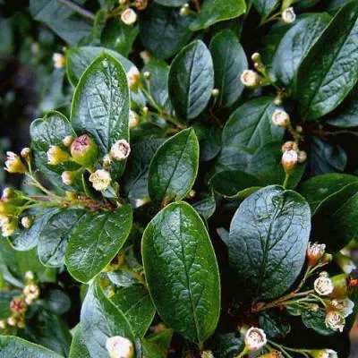 Кизильник  Кизильник в Бресте