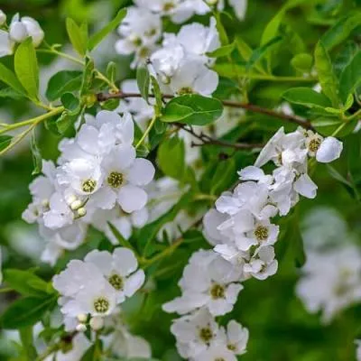 Экзохорда  Экзохорда в Бресте