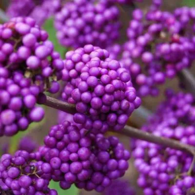 Красивоплодник  Красивоплодник в Бресте