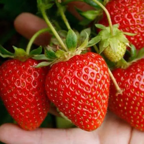 Клубника ПОРТОЛА ремонтантная  Клубника ПОРТОЛА ремонтантная в Бресте