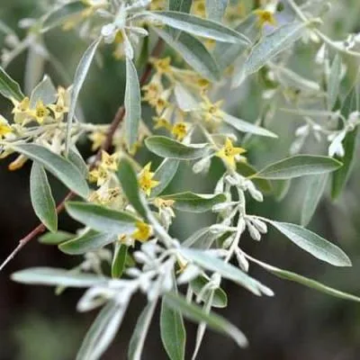 Лох  Лох в Бресте