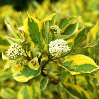 Дерен  Дерен в Бресте