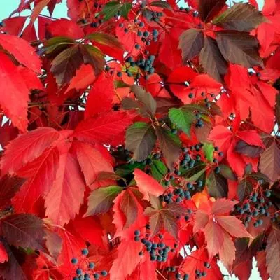 Девичий виноград  Девичий виноград в Бресте