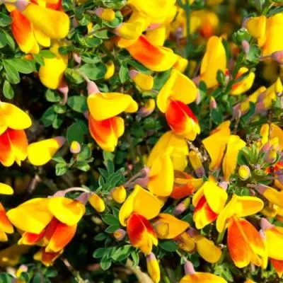 Ракитник  Ракитник в Бресте