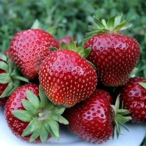 Клубника МАЛЬВИНА  Клубника МАЛЬВИНА в Бресте