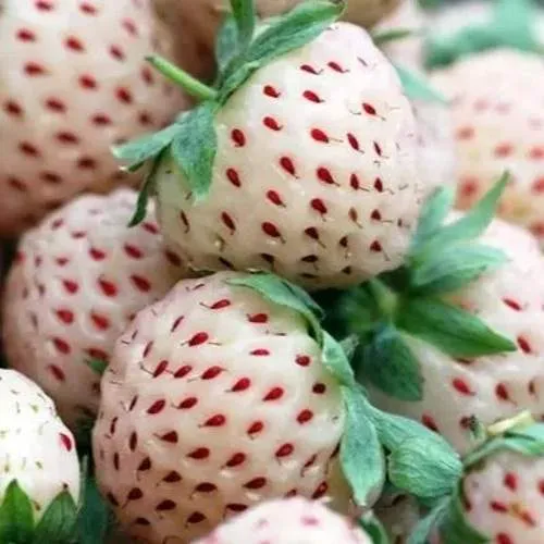 Клубника АНАНАСА ремонтантная  Клубника АНАНАСА ремонтантная в Бресте