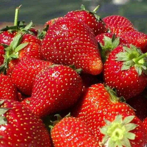 Клубника ПИРЧИНКЬЮ  Клубника ПИРЧИНКЬЮ в Бресте