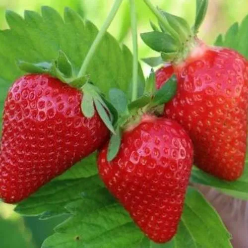 Клубника КЛОДИЯ  Клубника КЛОДИЯ в Бресте