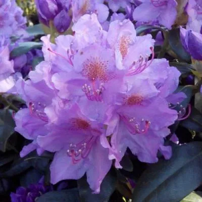 Рододендрон  Рододендрон в Бресте