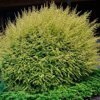 Жимолость  Жимолость в Бресте