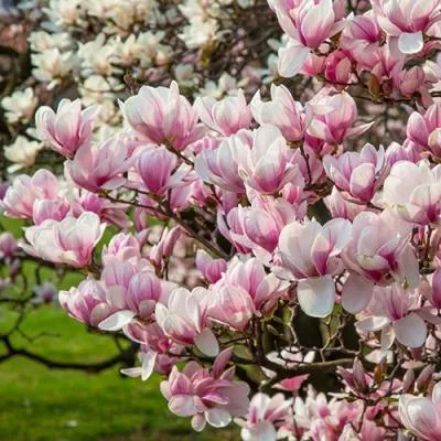 Магнолия  Магнолия в Бресте