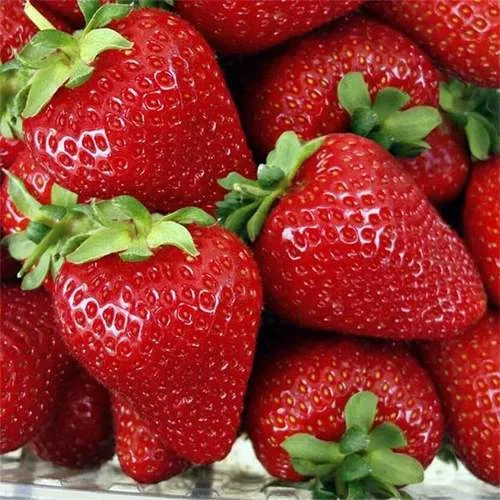 Клубника СКАЛА  Клубника СКАЛА в Бресте