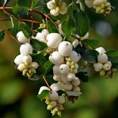 Снежноягодник  Снежноягодник в Бресте