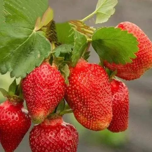 Клубника АЗИЯ  Клубника АЗИЯ в Бресте