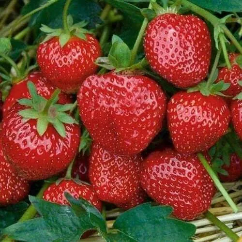 Клубника СЕЛЬВА ремонтантная  Клубника СЕЛЬВА ремонтантная в Бресте