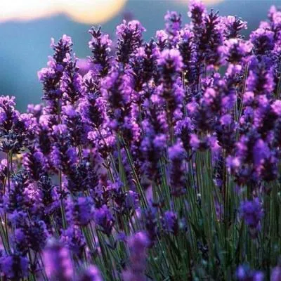 Лаванда   Лаванда  в Бресте