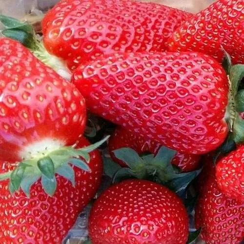 Клубника АМИ  Клубника АМИ в Бресте