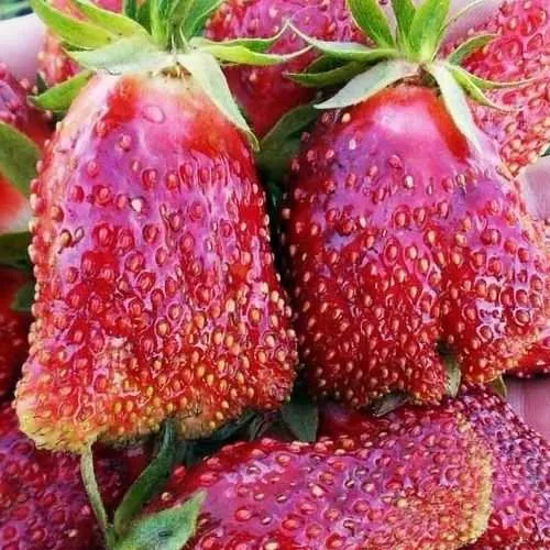 Клубника КУПЧИХА  Клубника КУПЧИХА в Бресте