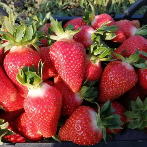 Клубника ЛЮЧИЯ  Клубника ЛЮЧИЯ в Бресте