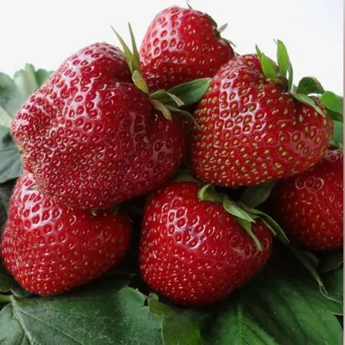 Клубника НАБИЛА  Клубника НАБИЛА в Бресте